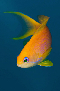 The inimitable female Anthias by Paul Colley 